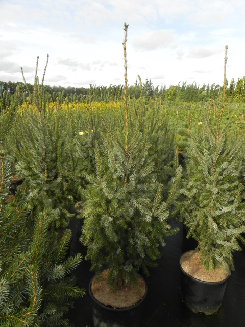 Picea omorika 'Filip’s Perfect Pillar' Picea omorika 'Filip’s Perfect Pillar'